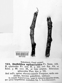 Dothiora sphaeroides image